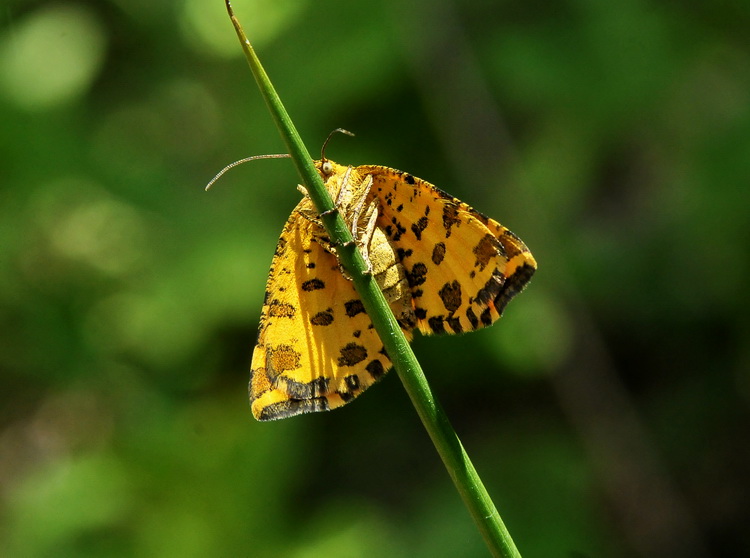 Una falena maculata - Pseudopanthera macularia